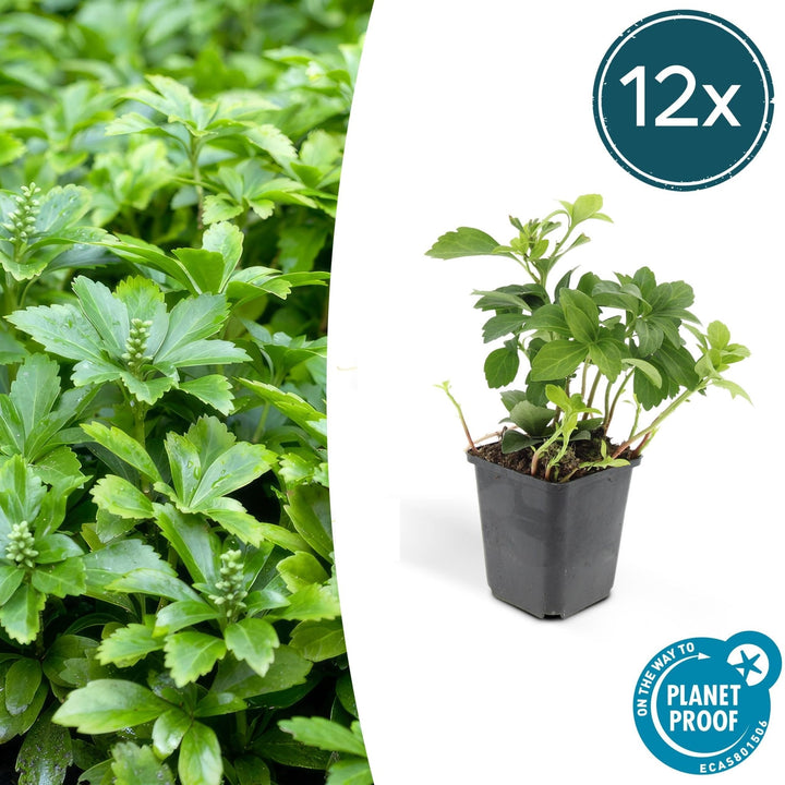 Pachysandra Terminalis 'Green Carpet' - 20cm - Immergrüner Bodendecker
