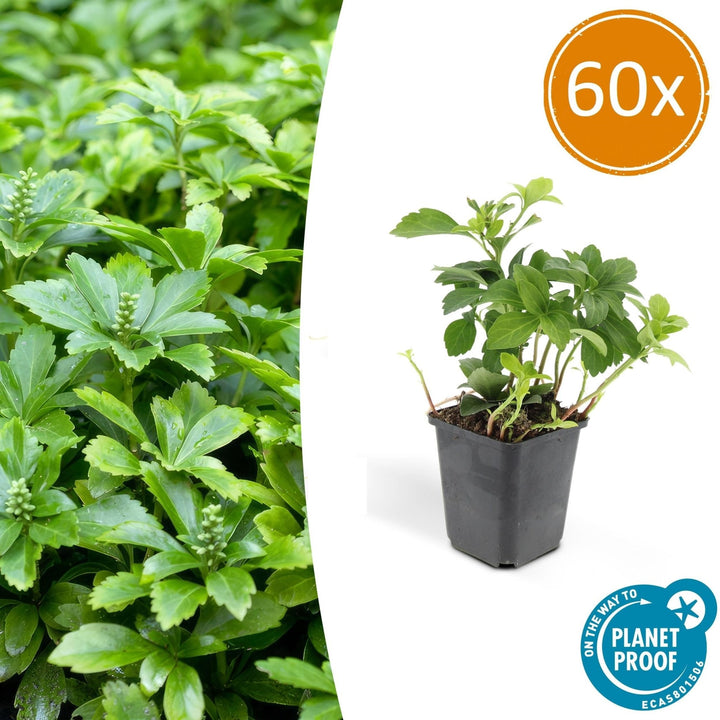Pachysandra Terminalis 'Green Carpet' - 20cm - Immergrüner Bodendecker