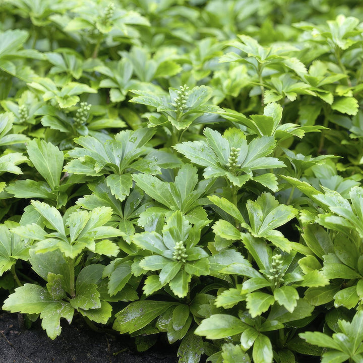Pachysandra Terminalis 'Green Carpet' - 20cm - Immergrüner Bodendecker