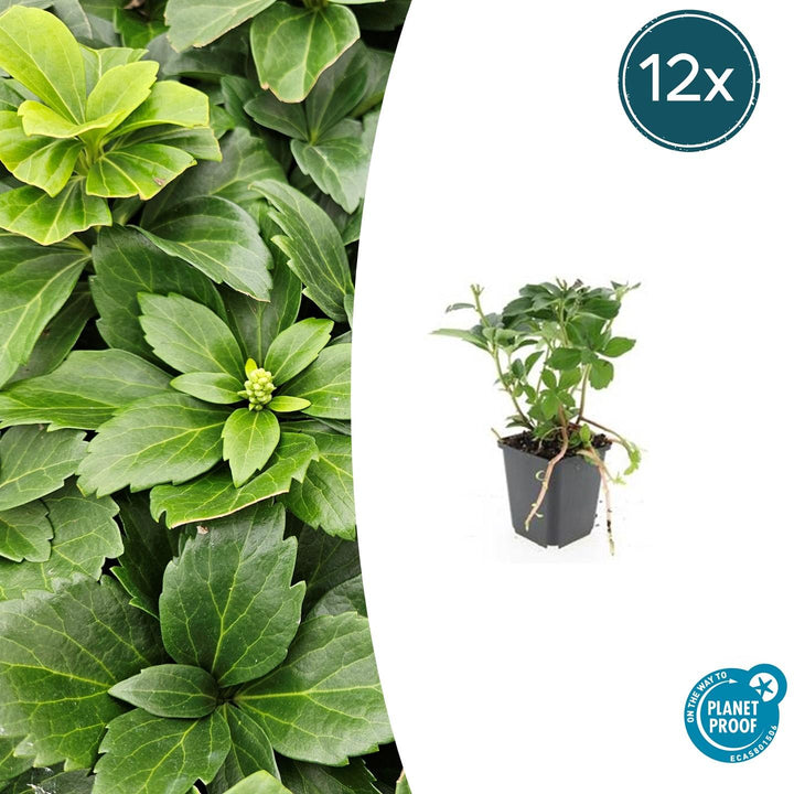 Pachysandra Terminalis - 20 cm - Immergrüner Bodendecker