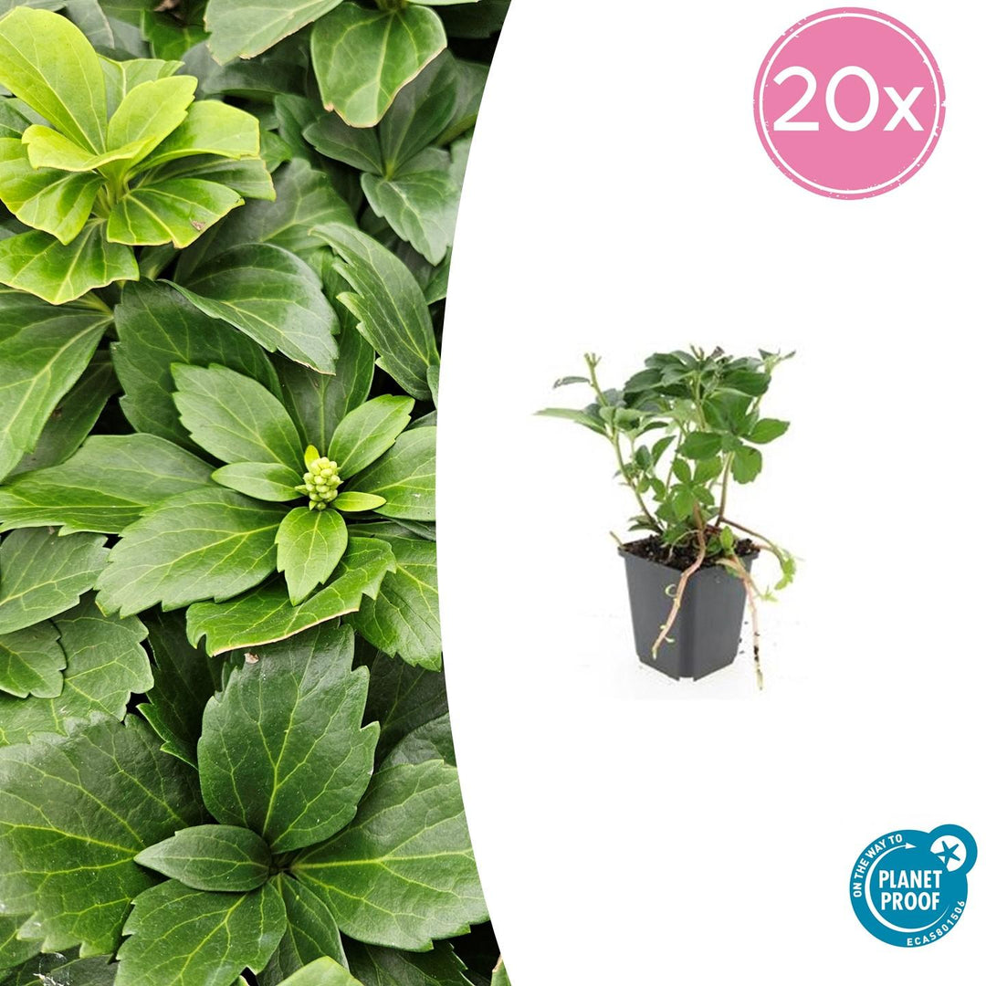 Pachysandra Terminalis - 20 cm - Immergrüner Bodendecker