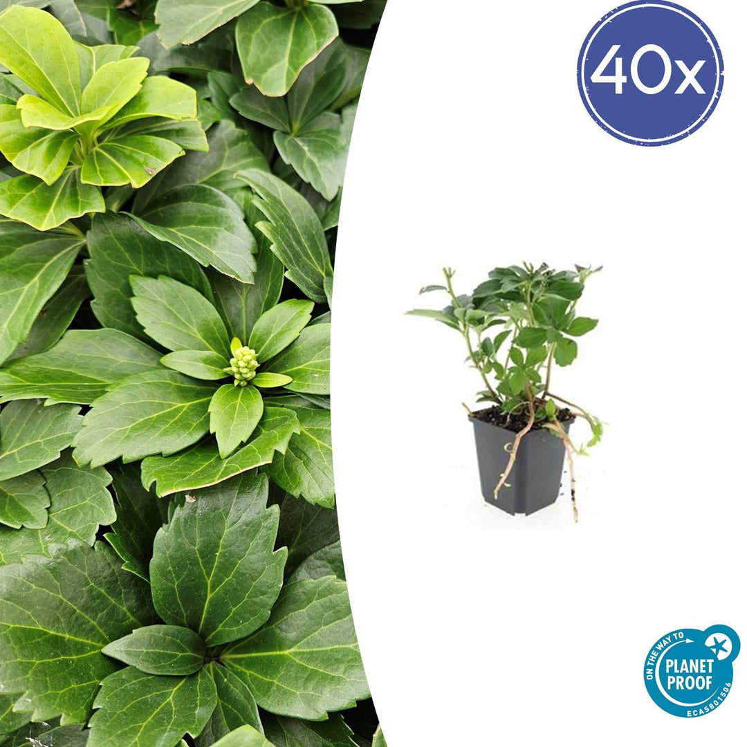 Pachysandra Terminalis - 20 cm - Immergrüner Bodendecker