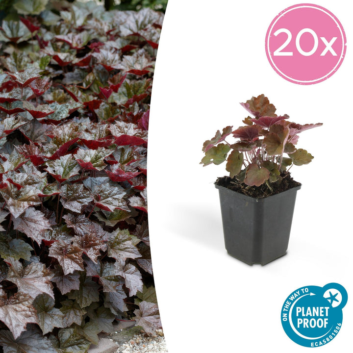 Heuchera 'Palace Purple' - 20 cm - Zimmerpflanze kaufen