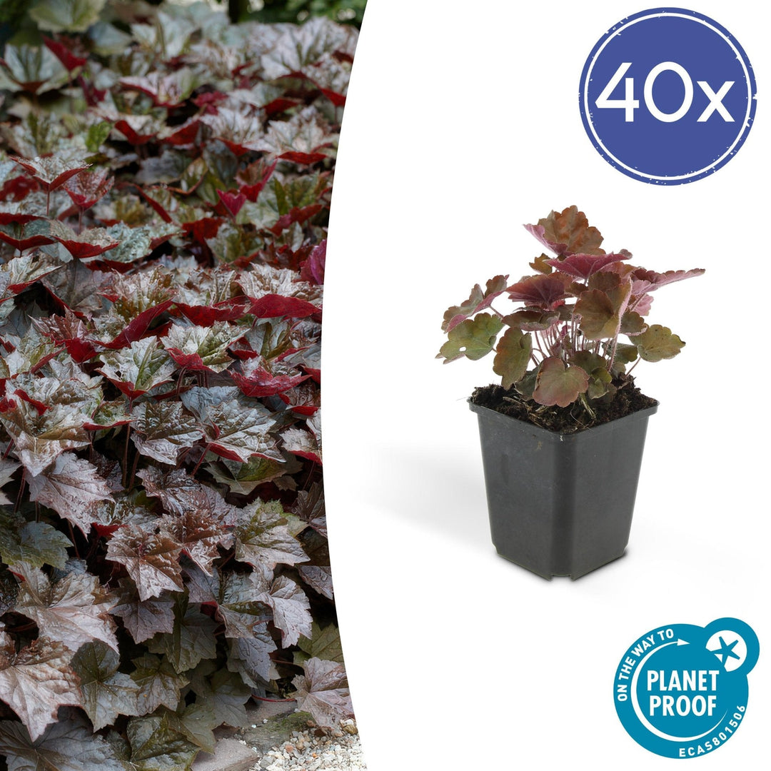 Heuchera 'Palace Purple' - 20 cm - Zimmerpflanze kaufen