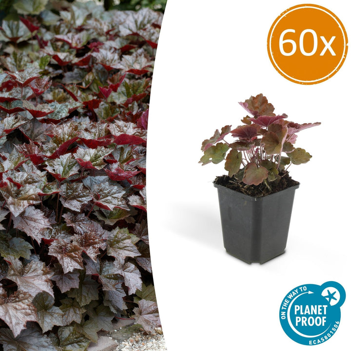 Heuchera 'Palace Purple' - 20 cm - Zimmerpflanze kaufen