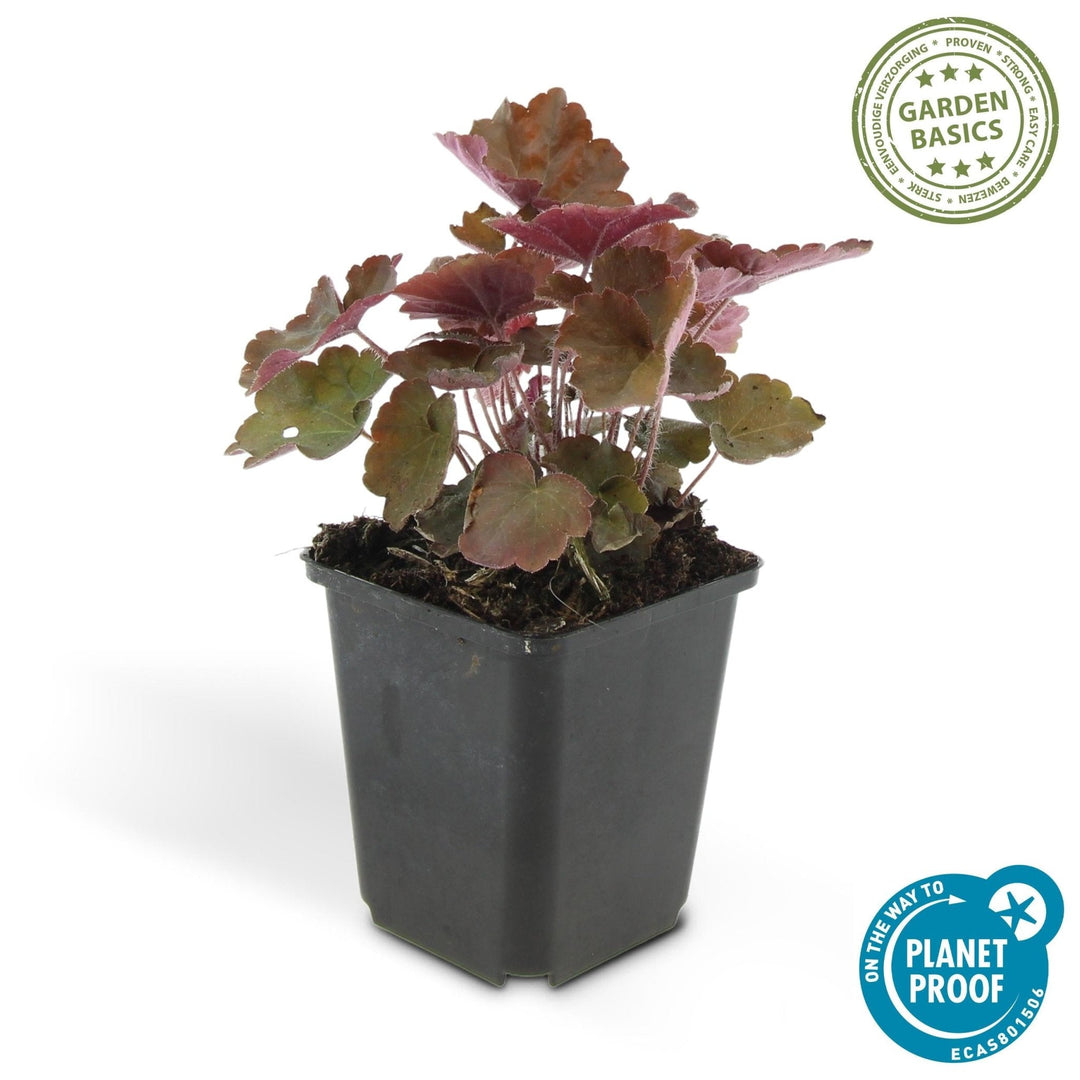 Heuchera 'Palace Purple' - 20 cm - Zimmerpflanze kaufen