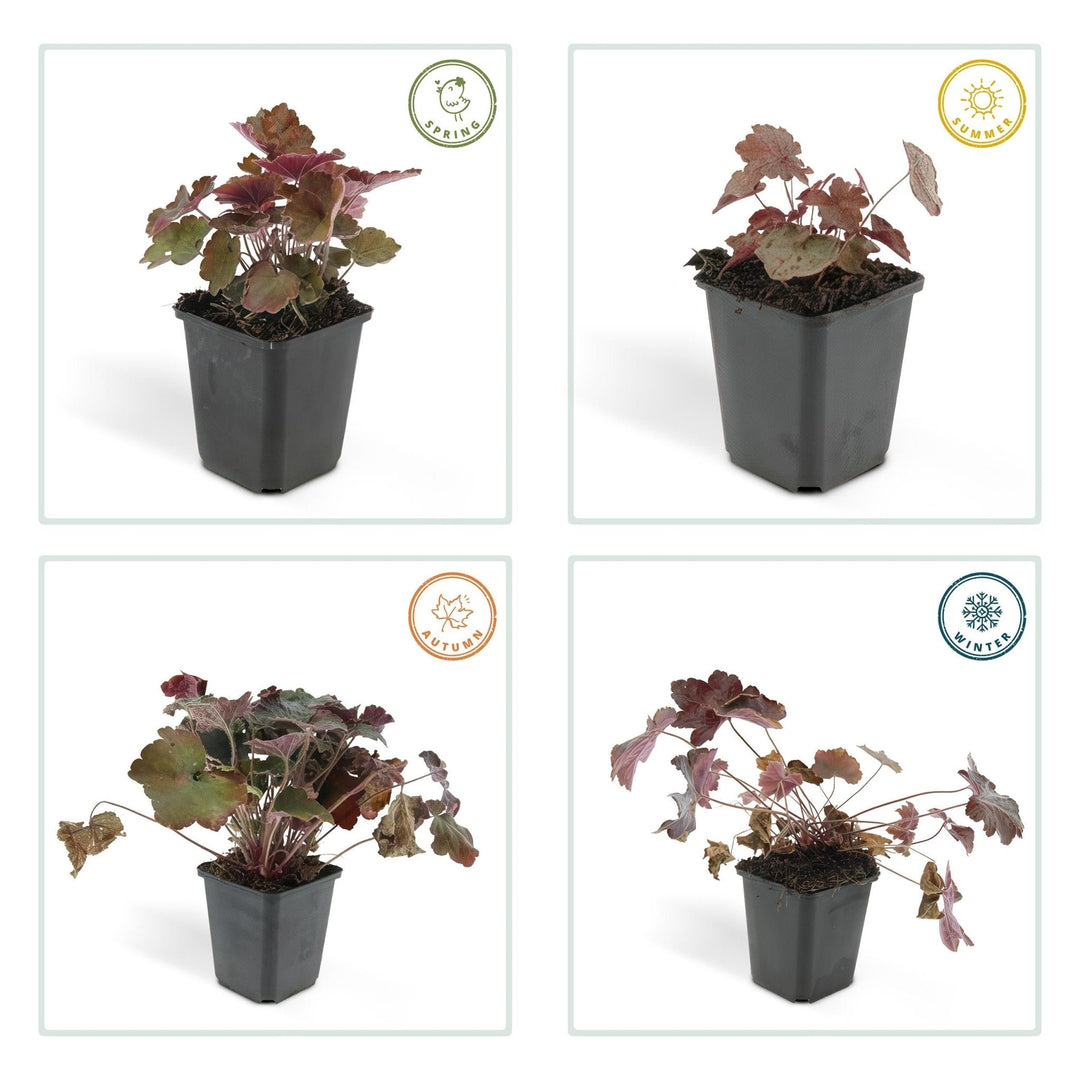 Heuchera 'Palace Purple' - 20 cm - Zimmerpflanze kaufen