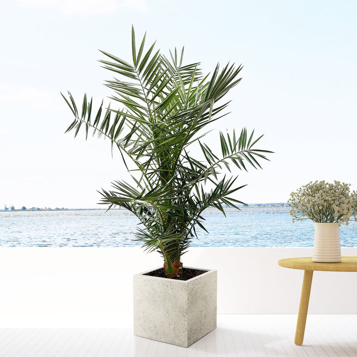 Phoenix Canariensis - 140cm - Dattelpalme - Zimmerpflanze Kaufen