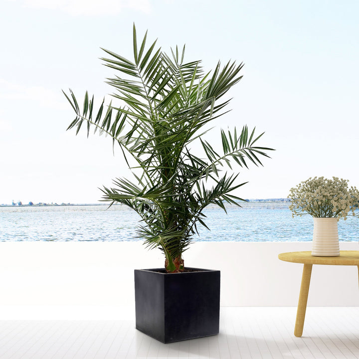 Phoenix Canariensis - 140cm - Dattelpalme - Zimmerpflanze Kaufen