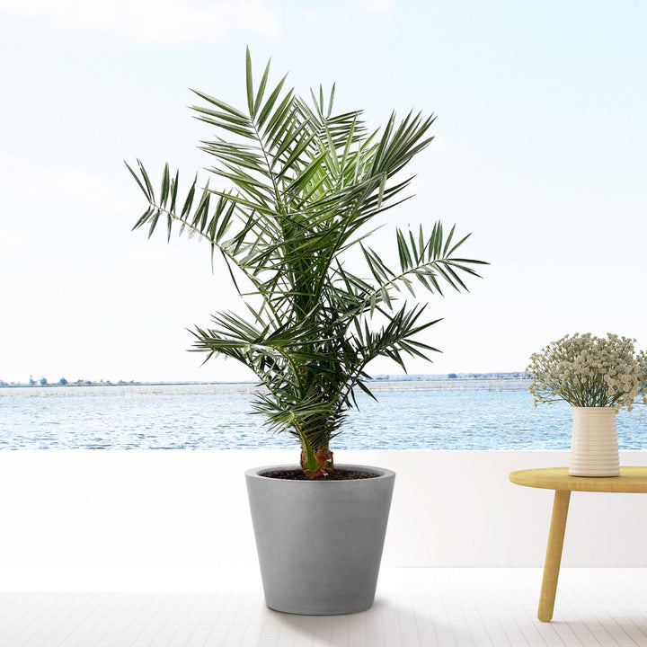 Phoenix Canariensis - 140cm - Dattelpalme - Zimmerpflanze Kaufen