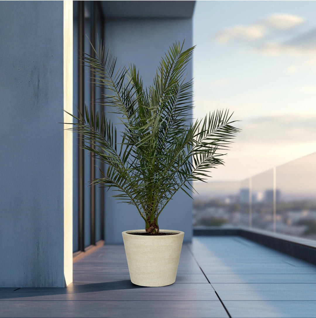 Phoenix Canariensis - 180cm - Dattelpalme - Zimmerpflanze Kaufen