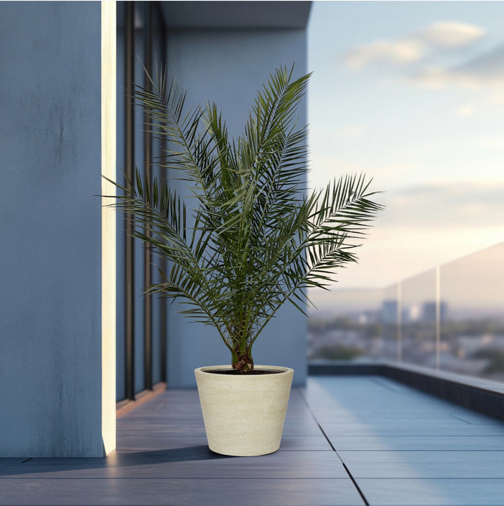Phoenix Canariensis - 180cm - Dattelpalme - Zimmerpflanze Kaufen