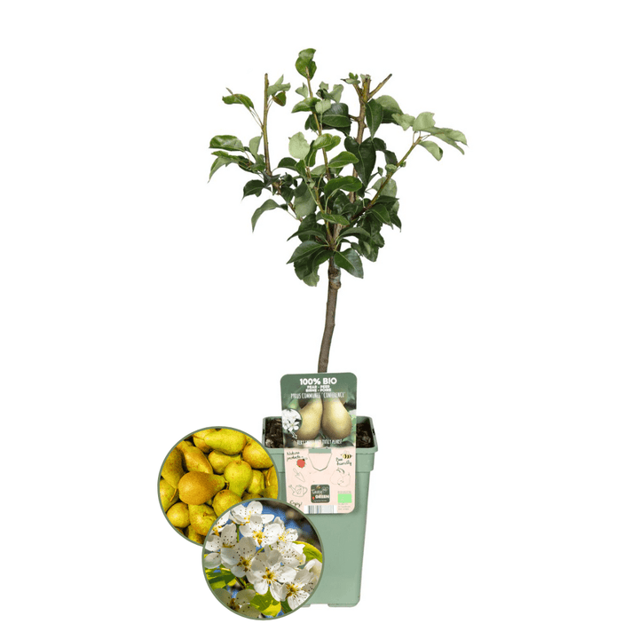 Bio Birnbaum Pyrus - 60 cm - Zimmerpflanze Kaufen