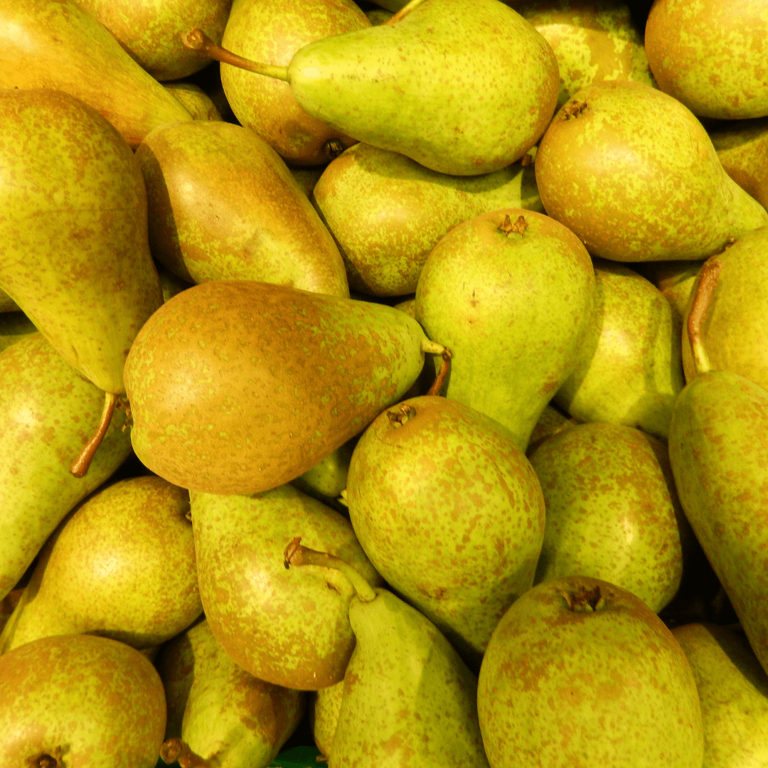 Bio Birnbaum Pyrus - 60 cm - Zimmerpflanze Kaufen