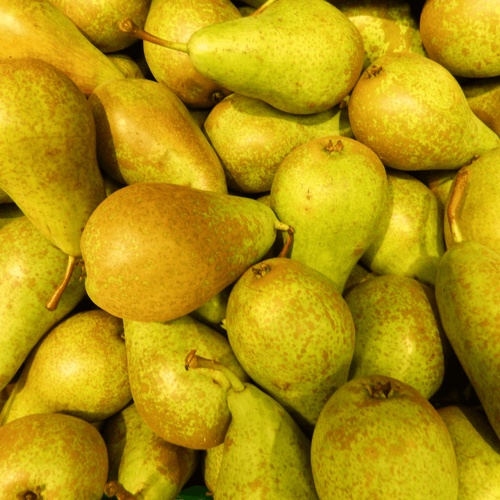 Bio Birnbaum Pyrus - 60 cm - Zimmerpflanze Kaufen