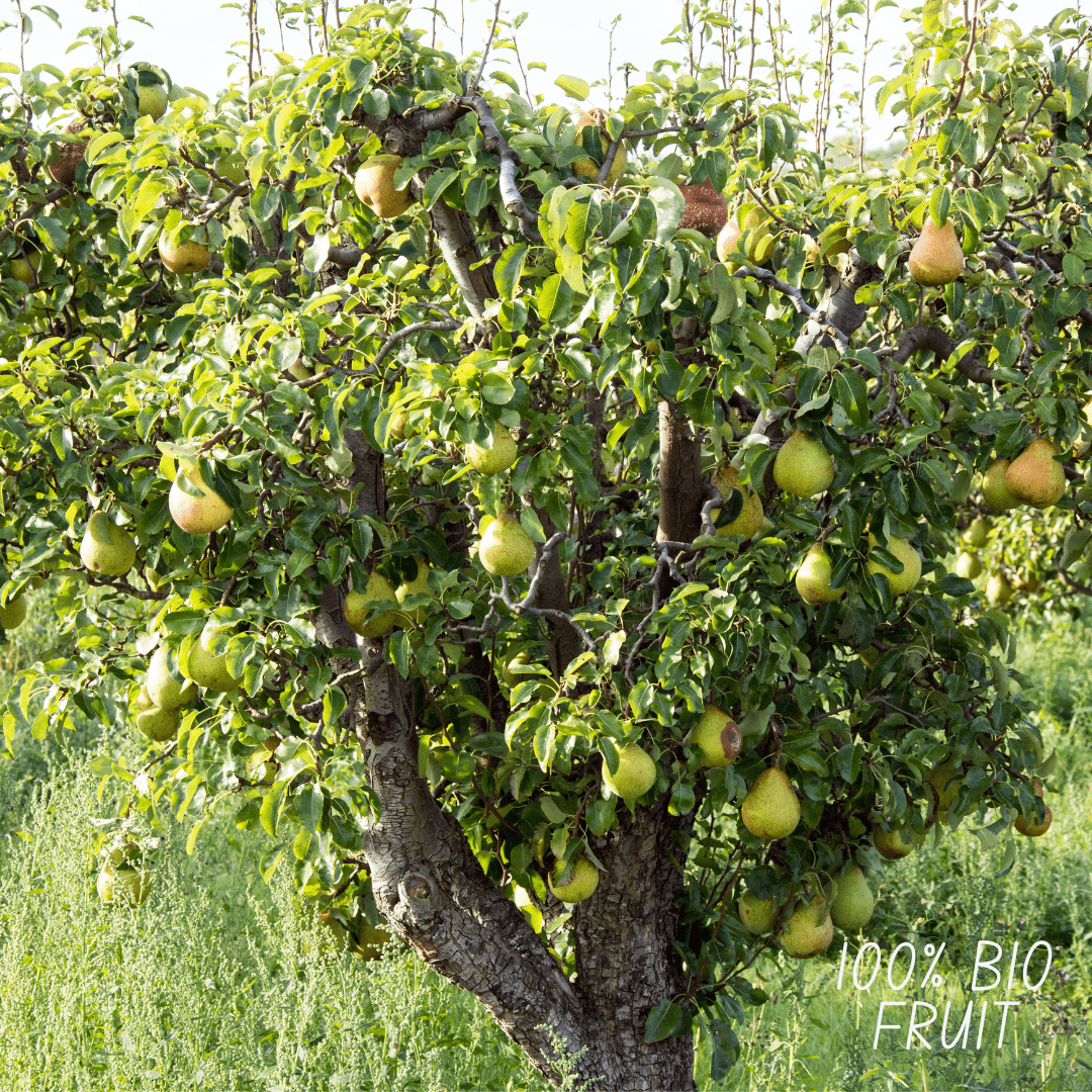 Bio Birnbaum Pyrus - 60 cm - Zimmerpflanze Kaufen
