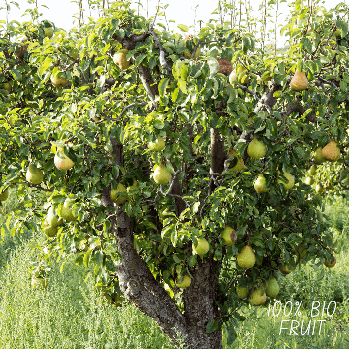 Bio Birnbaum Pyrus - 60 cm - Zimmerpflanze Kaufen