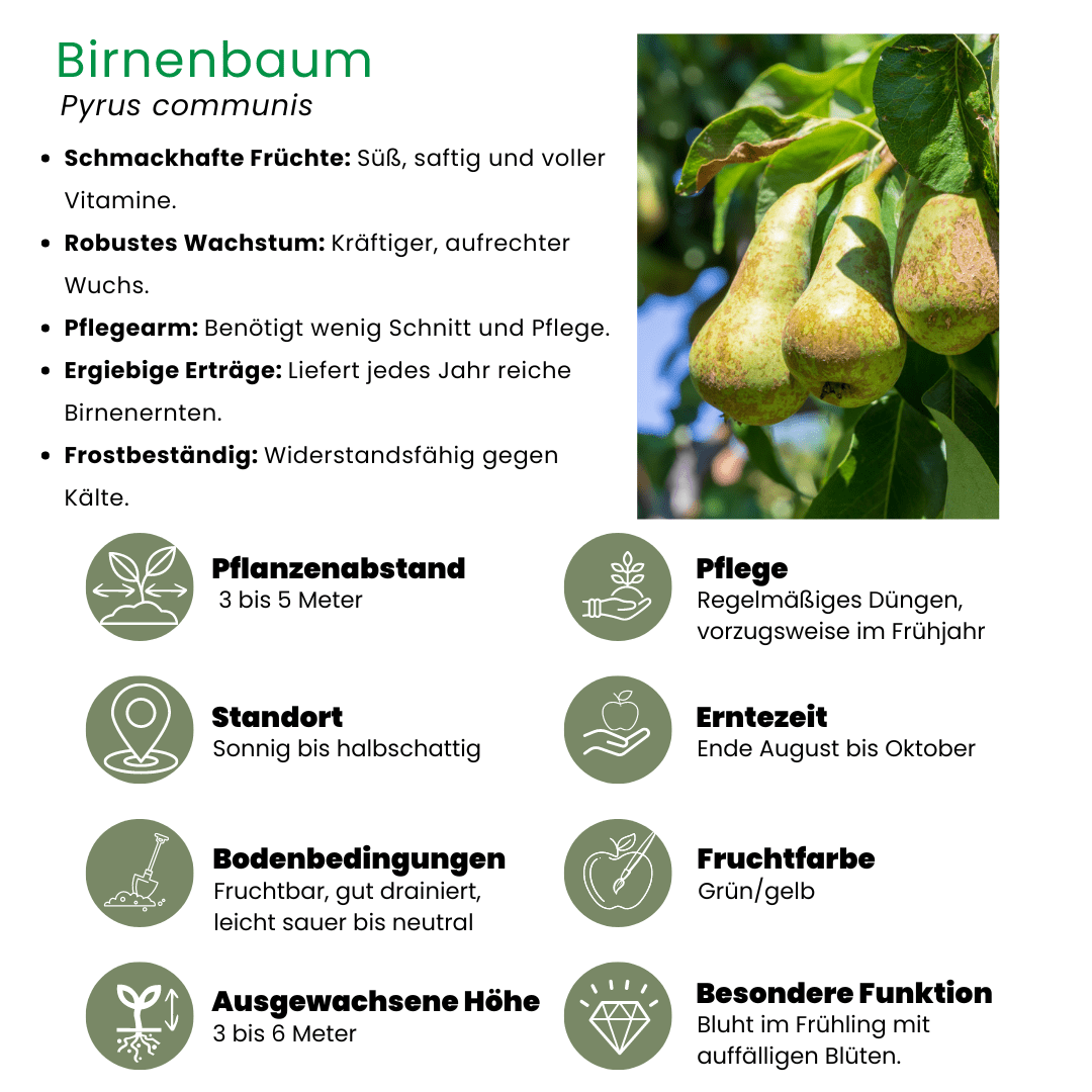 Bio Birnbaum Pyrus - 60 cm - Zimmerpflanze Kaufen