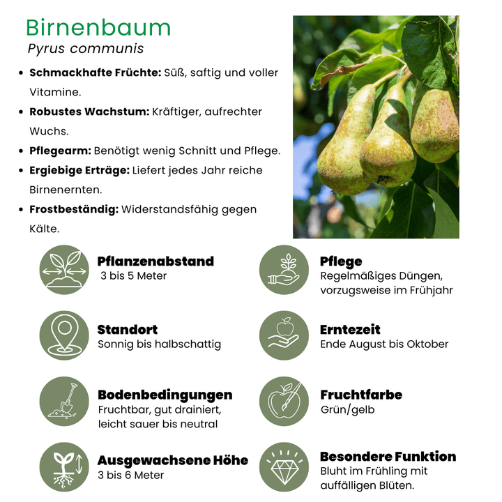 Bio Birnbaum Pyrus - 60 cm - Zimmerpflanze Kaufen