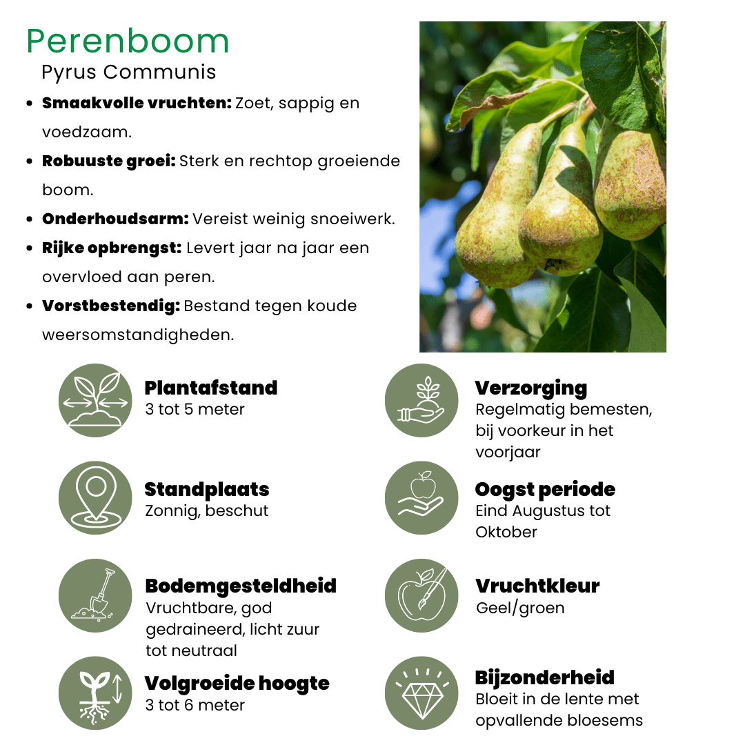 Bio Birnbaum Pyrus - 60 cm - Zimmerpflanze Kaufen
