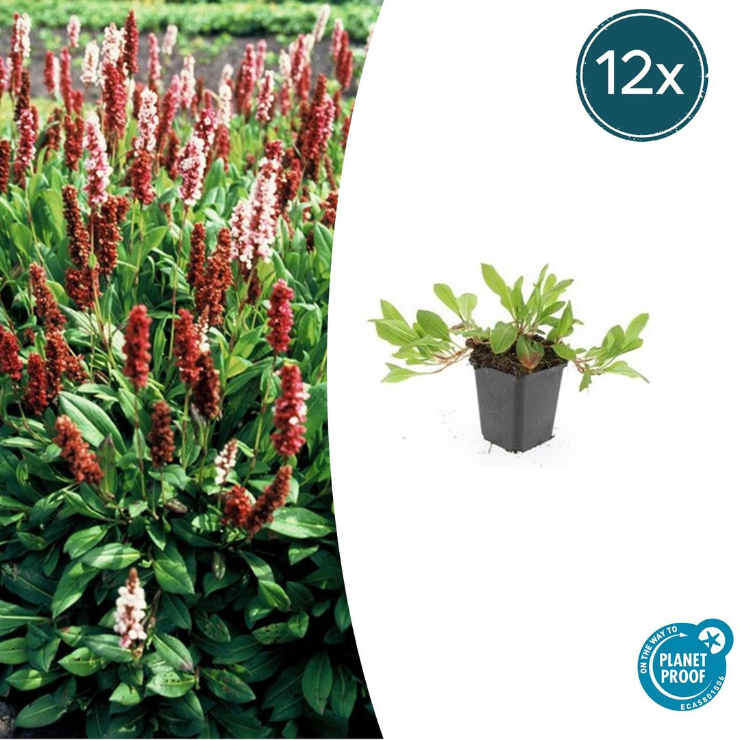 Persicaria aff. 'Darjeeling Red' - 20cm - Zimmerpflanze kaufen