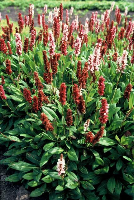 Persicaria aff. 'Darjeeling Red' - 20cm - Zimmerpflanze kaufen
