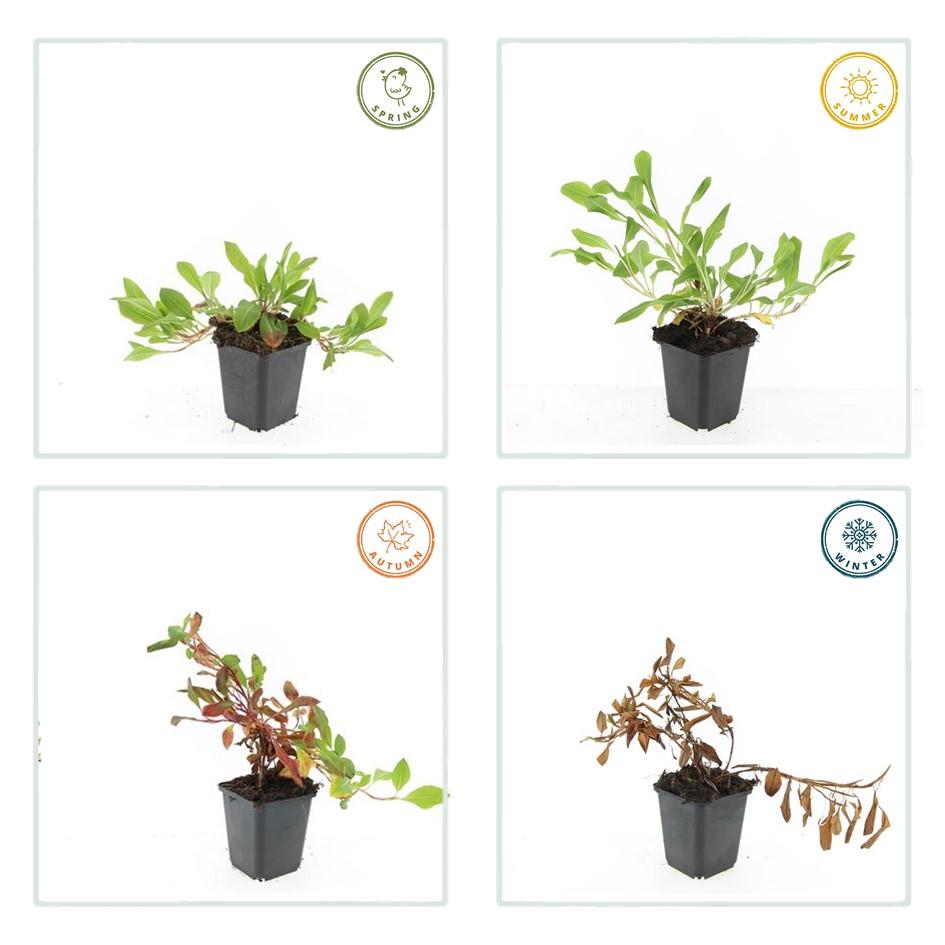 Persicaria aff. 'Darjeeling Red' - 20cm - Zimmerpflanze kaufen