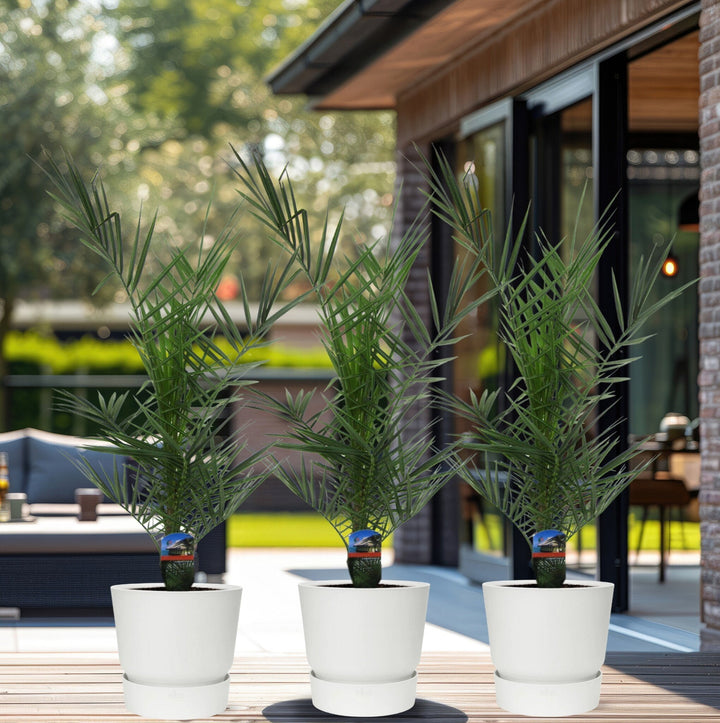Kombipaket – 3x Phoenix Canariensis – 80cm – Dattelpalme