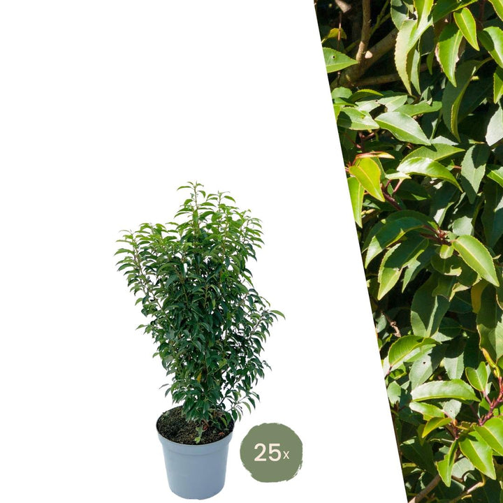25x Portugiesischer Kirschlorbeer für 10 Meter Hecke - 100cm