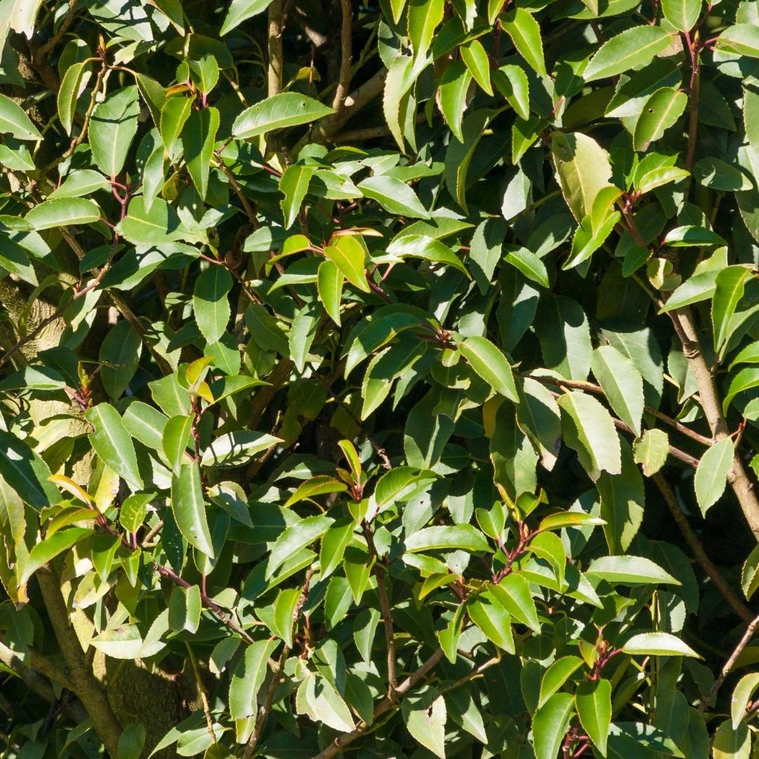 25x Portugiesischer Kirschlorbeer für 10 Meter Hecke - 100cm