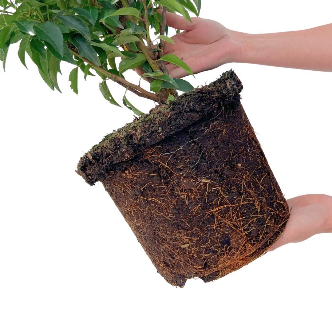 25x Portugiesischer Kirschlorbeer für 10 Meter Hecke - 100cm