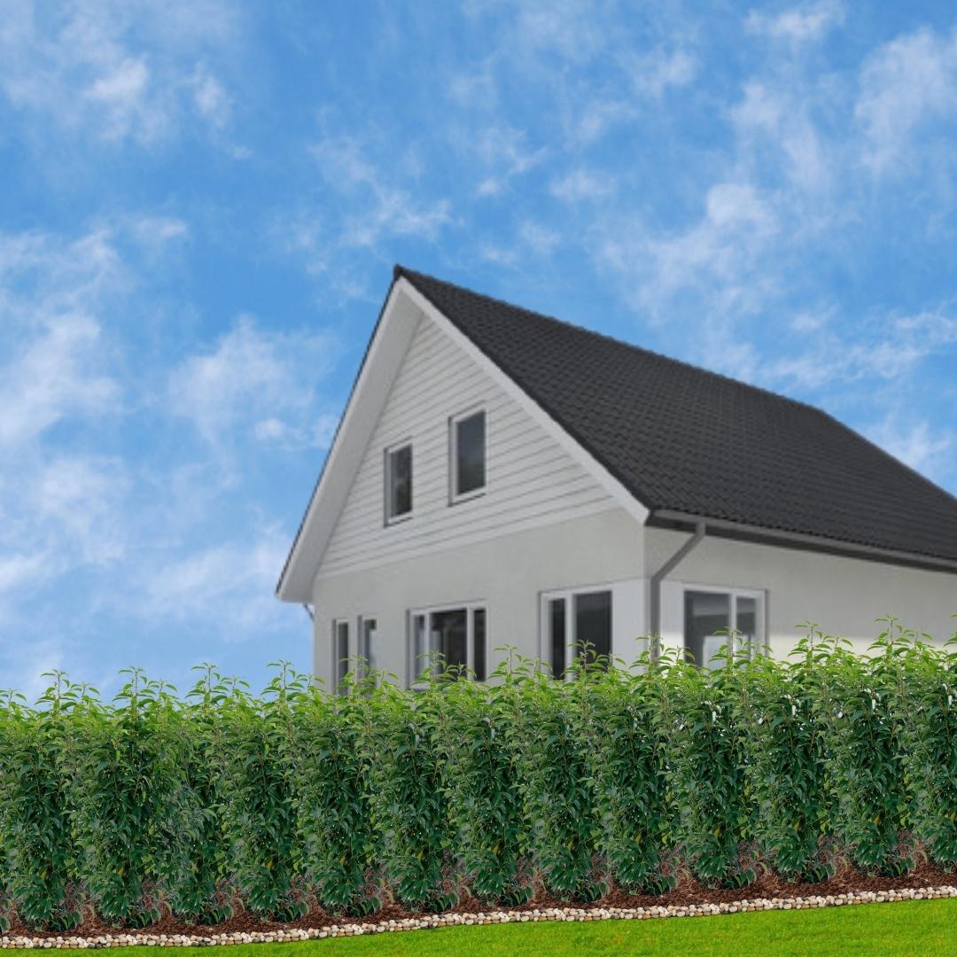 25x Portugiesischer Kirschlorbeer für 10 Meter Hecke - 100cm