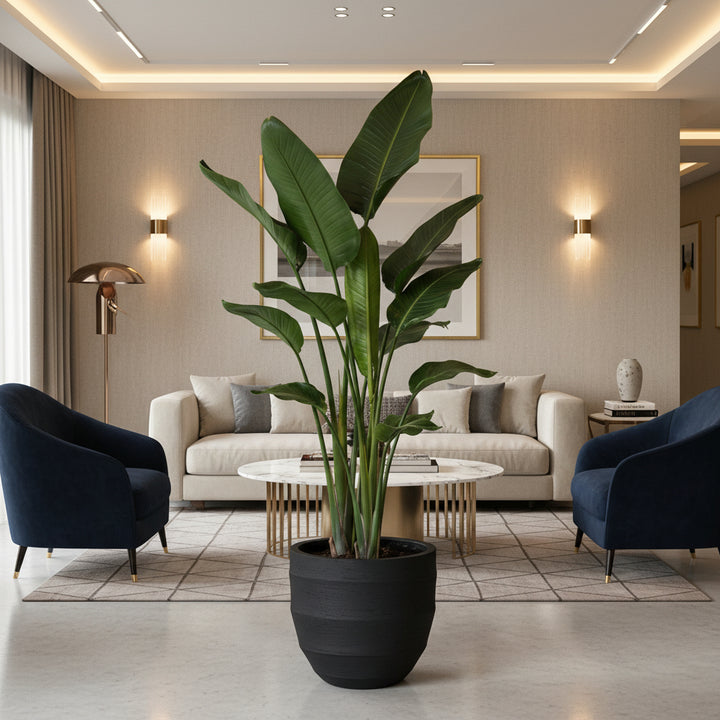 Strelitzia Nicolai - Ø24 - 150cm - Paradiesvogelblume