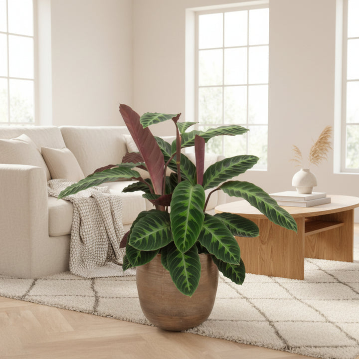 Calathea Warscewiczii - 90cm - Pfauenpflanze - Zimmerpflanze