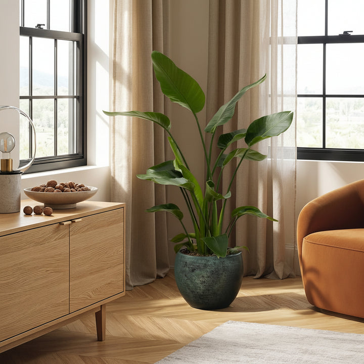 Strelitzia Nicolai - Ø24 - 150cm - Paradiesvogelblume