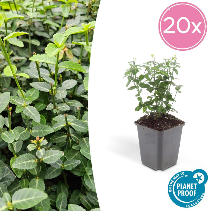 Euonymus fortunei radicans - 20cm - Zimmerpflanze kaufen