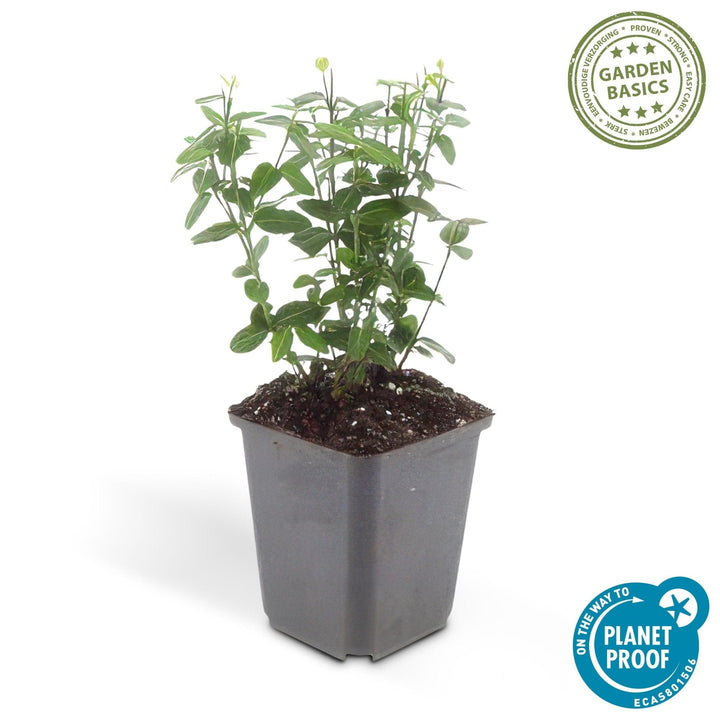 Euonymus fortunei radicans - 20cm - Zimmerpflanze kaufen