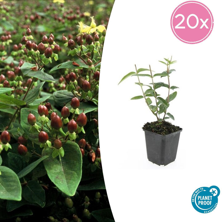 Hypericum Inodorum 'Rheingold' - 20cm - Zimmerpflanze Kaufen