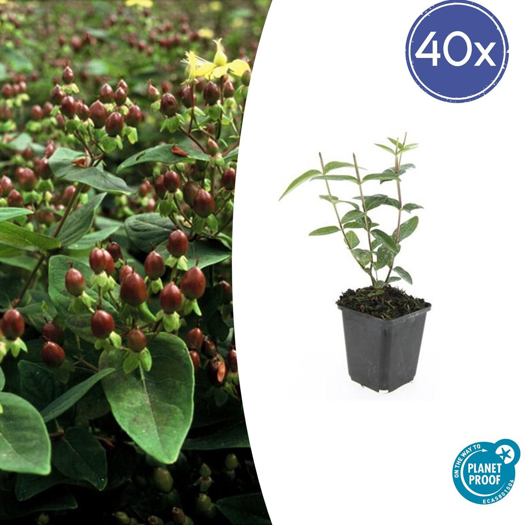 Hypericum Inodorum 'Rheingold' - 20cm - Zimmerpflanze Kaufen