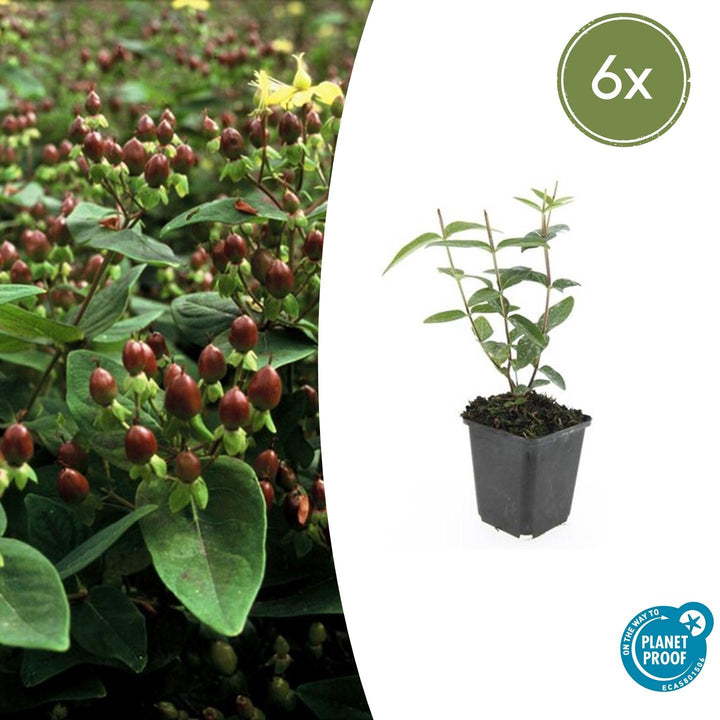 Hypericum Inodorum 'Rheingold' - 20cm - Zimmerpflanze Kaufen