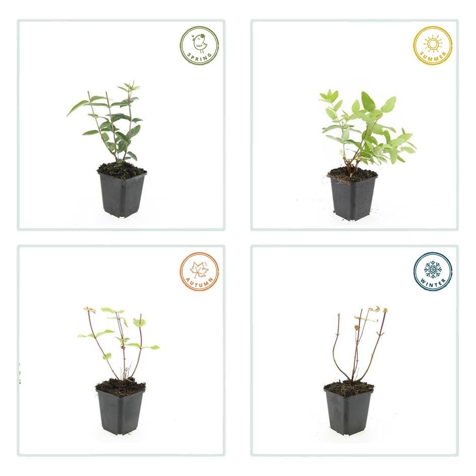 Hypericum Inodorum 'Rheingold' - 20cm - Zimmerpflanze Kaufen