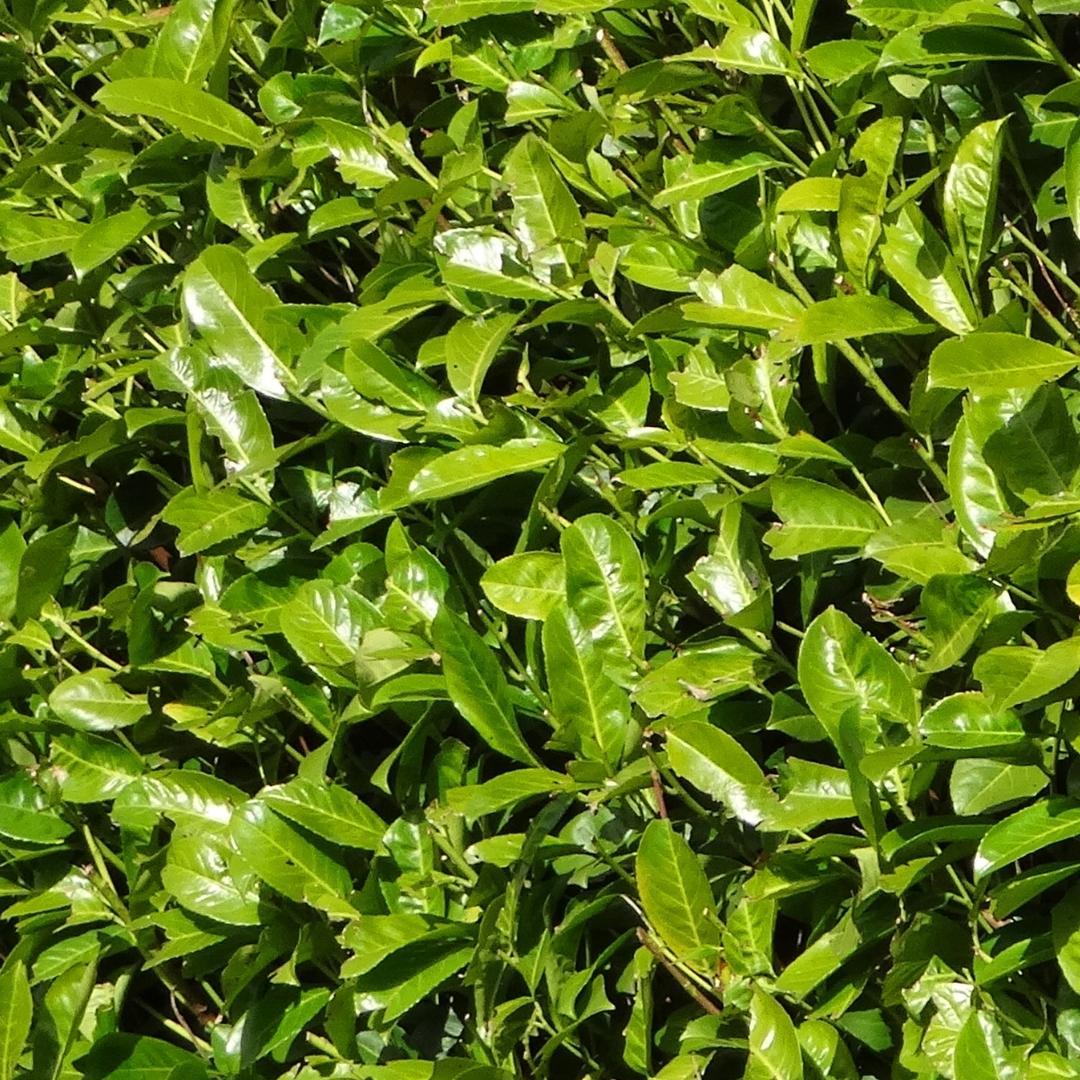 Große Kirschlorbeer Rotundifolia für 10 Meter Hecke – 130cm