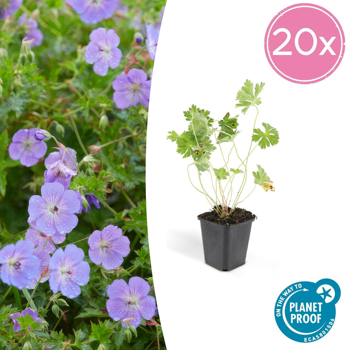 Geranium Rozanne - 20cm - Zimmerpflanze kaufen