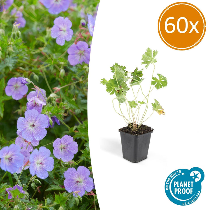 Geranium Rozanne - 20cm - Zimmerpflanze kaufen