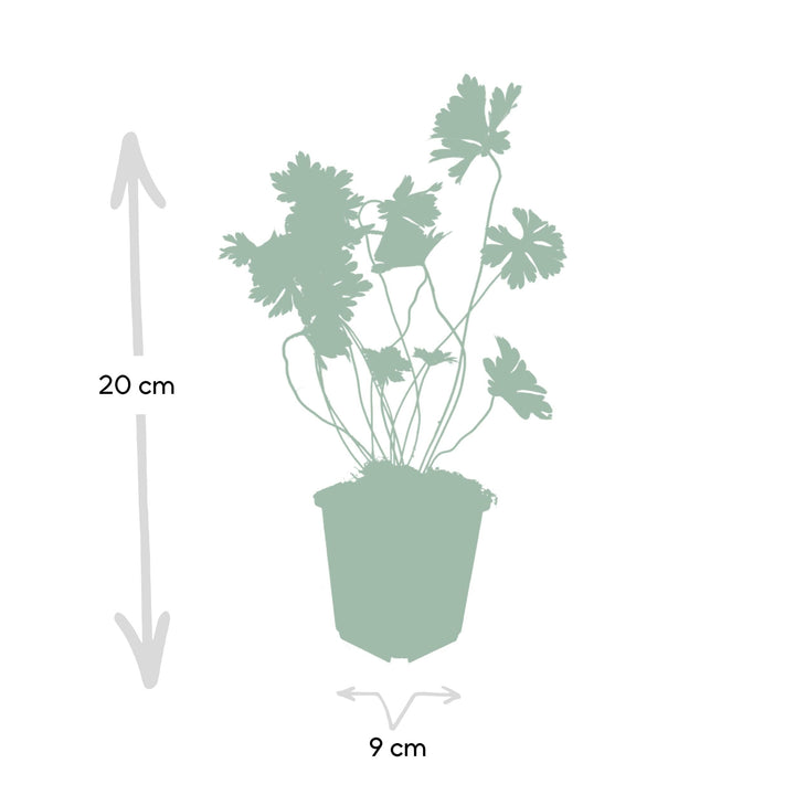 Geranium Rozanne - 20cm - Zimmerpflanze kaufen