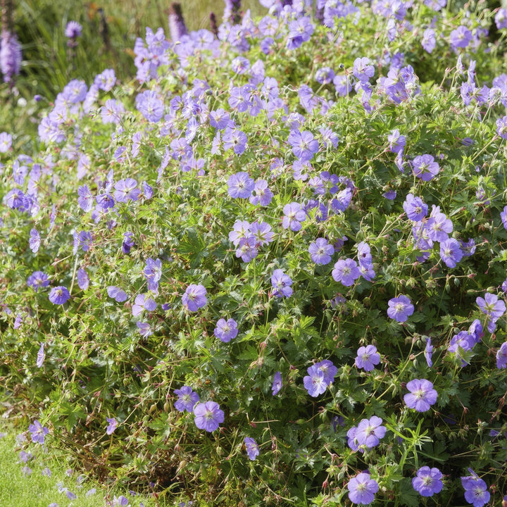 Geranium Rozanne - 20cm - Zimmerpflanze kaufen