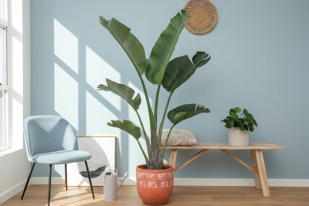 Strelitzia Augusta - Ø30 - 180cm - Paradiesvogelblume