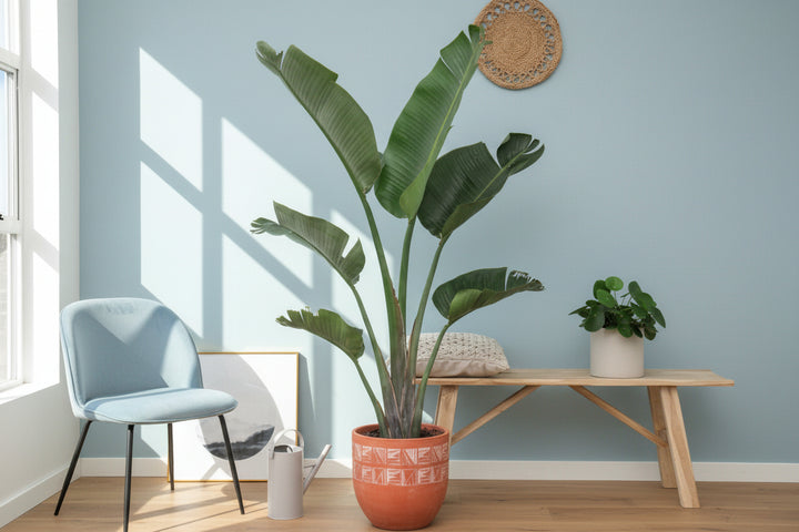 Strelitzia Augusta - Ø30 - 180cm - Paradiesvogelblume
