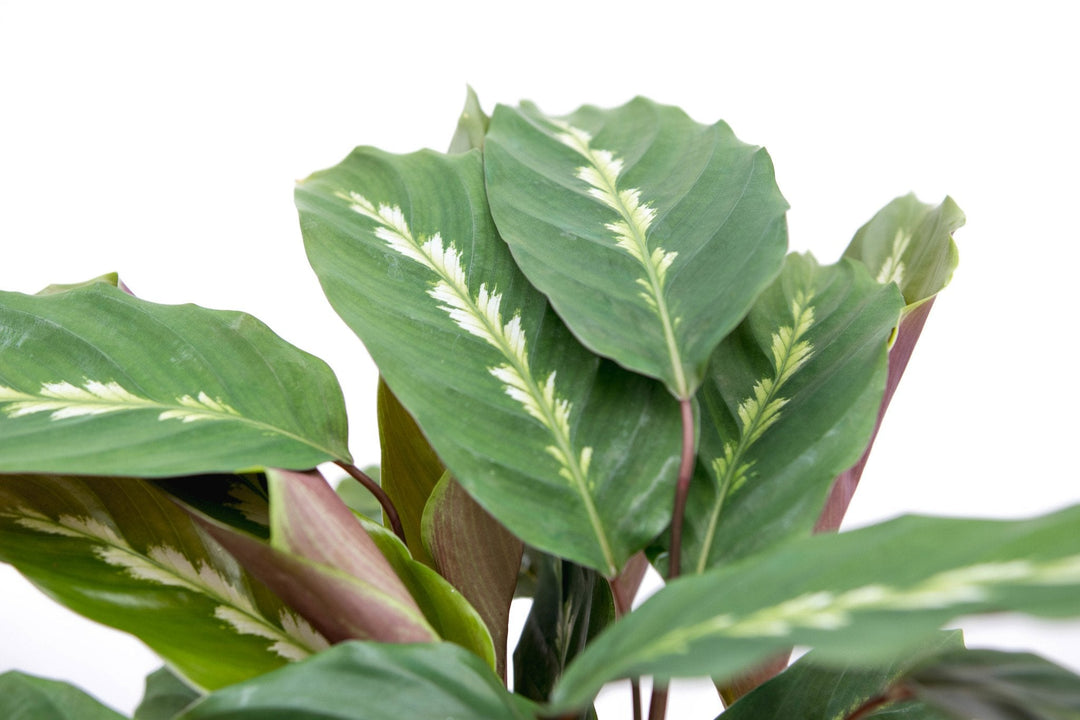 Calathea Maui Queen - 35cm - Pfauenpflanze - Zimmerpflanze