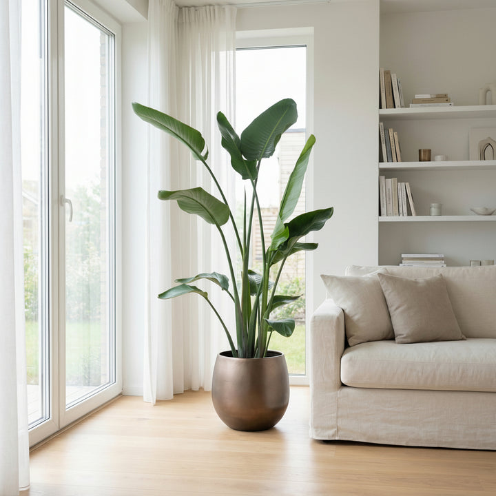 Strelitzia Nicolai - Ø24 - 170cm - Paradiesvogelblume